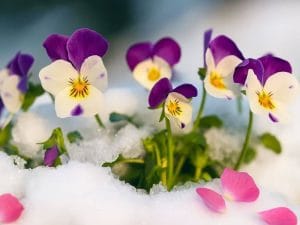 How Long Can Flowers Be in the Cold