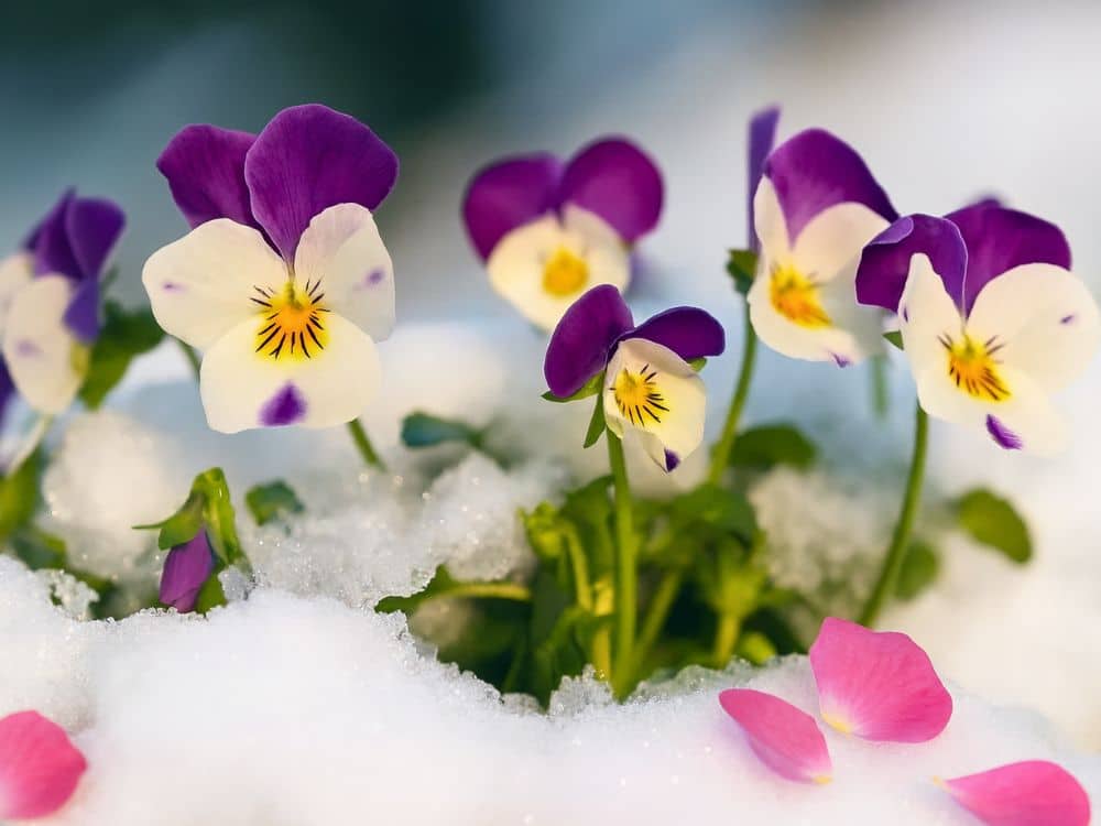 How long can flowers be in the cold?