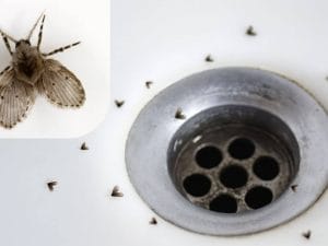 How to clean drains of fruit flies