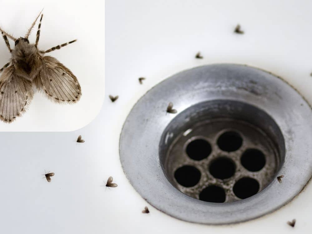 How to clean drains of fruit flies?
