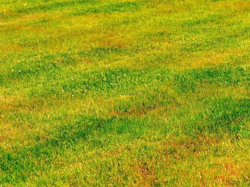 Why is my lawn turning yellow in winter?