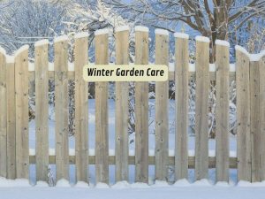 Winter garden care: Keep your green space alive through the cold