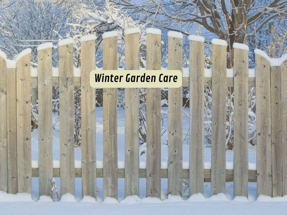 Winter garden care: Keep your green space alive through the cold