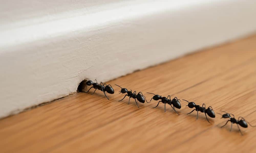 Locate Where Ants Are Coming From